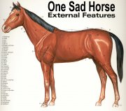 One sad horse