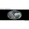 digitalTRAFFIC new release album - foetus