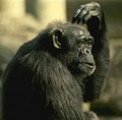 Click to view chimp_scratching_head.jpg full size