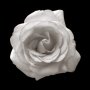 ROGUE - Beautiful Little Rose