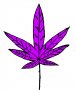 Purple Leif - Marijuana Outlaw