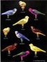 Mark Salisbury - Birds